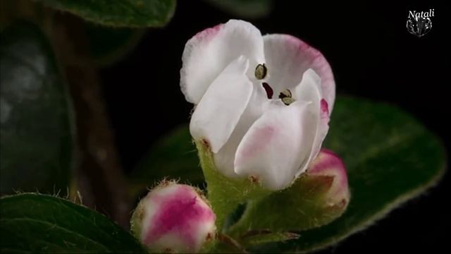 Весна пришла. Весне дорогу. Природа, пение птиц , цветы, смотреть онлайн