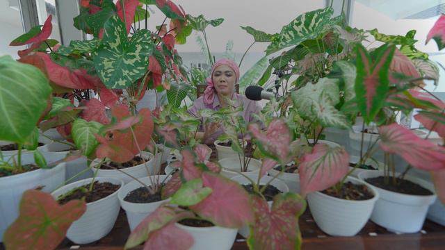 TIPS SUPAYA CALADIUM GINGER LAND SUBUR, RIMBUN DAN CERAH | TRENDING PLANT смотреть онлайн