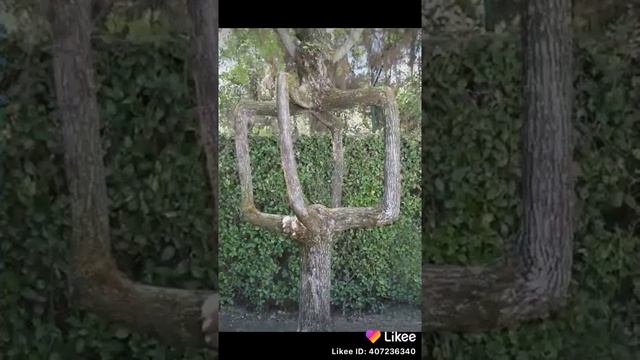 Какие деревья бывают смотреть онлайн