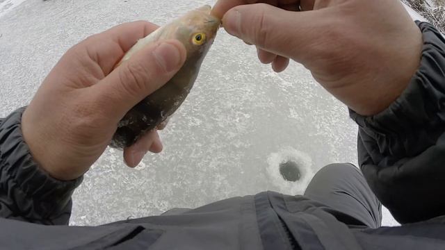 Окунь на блесну. Первый лед 23-24 смотреть онлайн