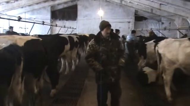 УЗИ коров смотреть онлайн