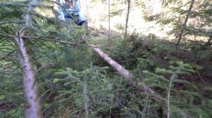 Заготовка леса с трактором т-40