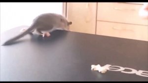 Лесная Соня. Первый день жизни лесной Сони в домашних условиях. Ghiro della foresta.