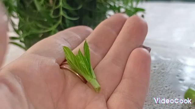 #черенкование #крупнолистная гортензия из букета смотреть онлайн