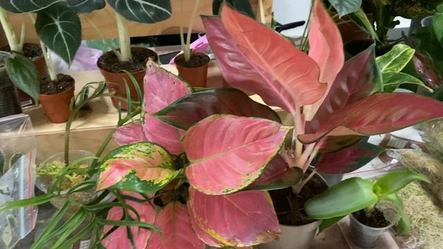 ВЫСТАВКА. ОГРОМНОЕ РАЗНООБРАЗИЕ КОМНАТНЫХ И САДОВЫХ РАСТЕНИЙ. смотреть онлайн