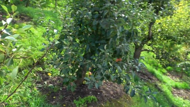 Отменный сорт груши АЛНАХ