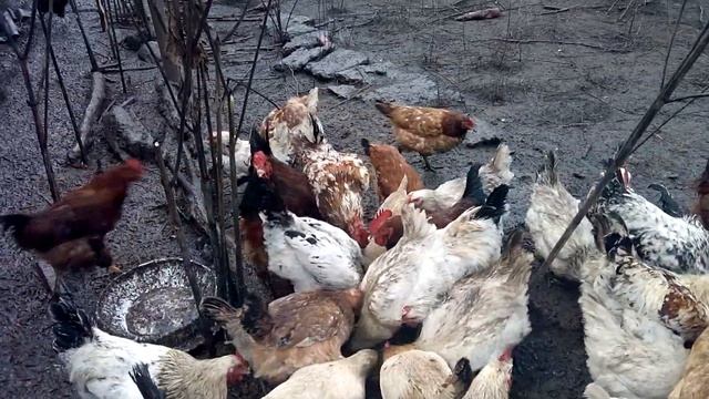 Боевая раскраска и безумный взгляд) смотреть онлайн
