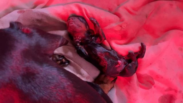 Dachshund is giving birth. смотреть онлайн