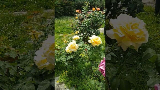 маленький сад во Флоренции. розы??❤ смотреть онлайн