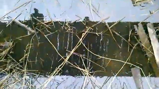 Водяная крыса на охоте смотреть онлайн