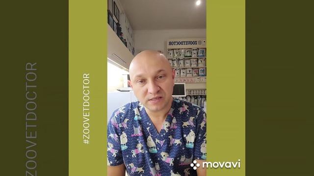 Соль-польза или вред для собак кошек, нужно ли давать соль собакам и кошкам советы Ушакова Дмитрия смотреть онлайн