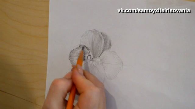 Самоучитель рисования выпуск 5 рисуем Анютины Глазки часть 1 смотреть онлайн