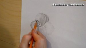 Самоучитель рисования выпуск 5  рисуем Анютины Глазки  часть 1