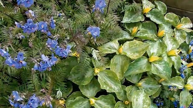 Get to Know Jacob's Ladder/Polemonium - Part Sun-Loving Plants смотреть онлайн