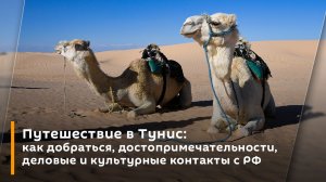 Путешествие в Тунис: как добраться, достопримечательности, деловые и культурные контакты с РФ