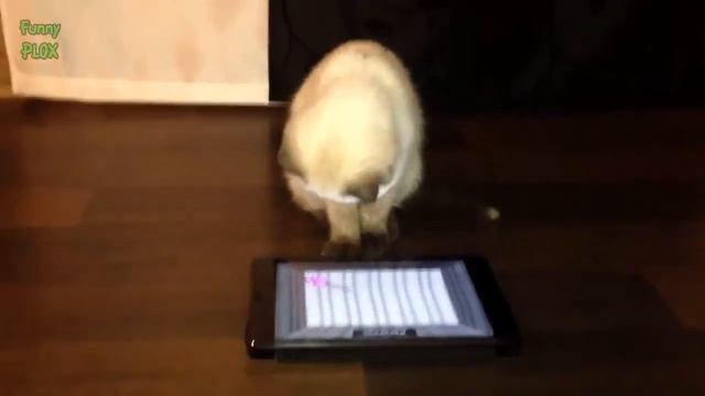 Коты играют на Айпаде!Смотреть всем! смотреть онлайн