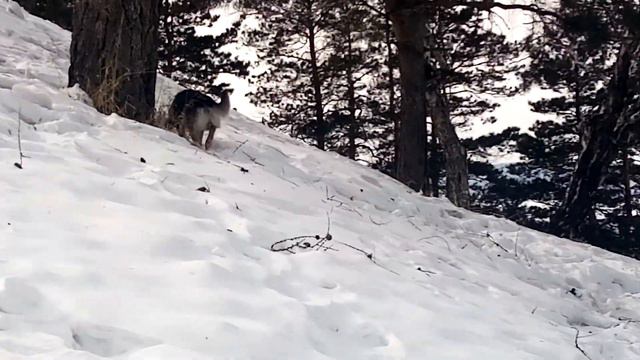 Забираемся на высокую гору Катлаван. смотреть онлайн
