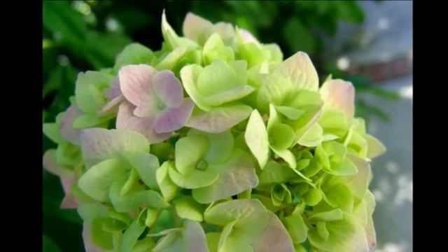 Richard Abel ✿گغ✿ Je pense a toi смотреть онлайн