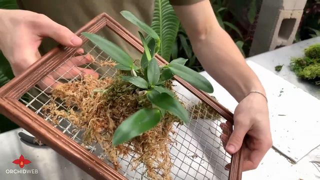 DIY Living Wall Frames using Air Plants and Orchids! смотреть онлайн