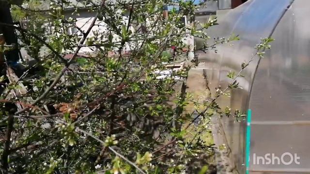 04.06.22 Большой садовый влог-как я сею морковь-весь мой огород-маленькие советы. смотреть онлайн