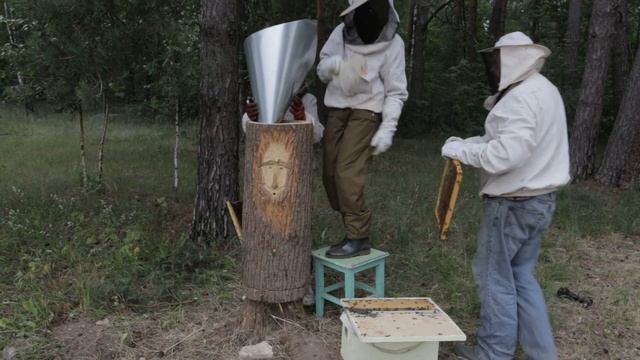Заселение колоды пчёлами. смотреть онлайн