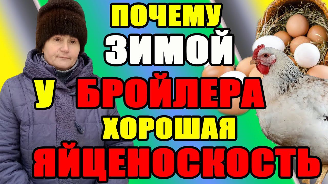 Почему зимой у БРОЙЛЕРА хорошая ЯЙЦЕНОСКОСТЬ. смотреть онлайн