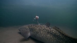 Запуск НАЛИМА в пруд для регуляции численности рыб. Разведение рыбы в своём пруду