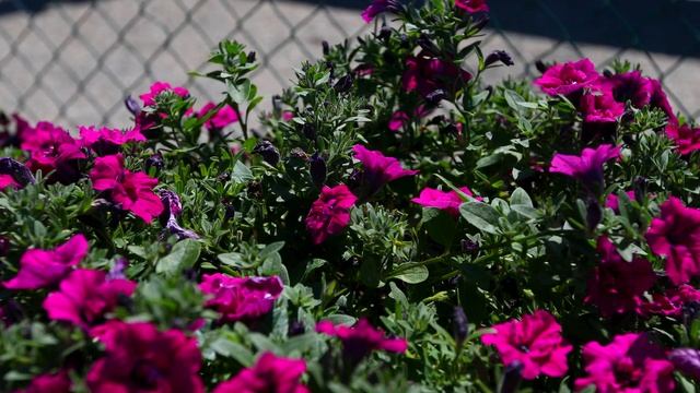 Petunia SweetSunshine® смотреть онлайн