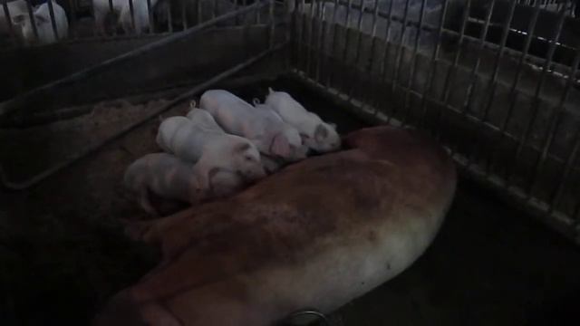 Funny pigs. Веселые поросята. смотреть онлайн