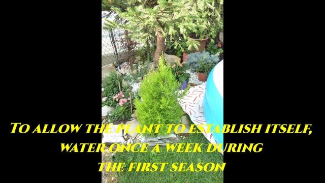Gardeners World 2022 Episode 20 Lemon Cypress Cupressus Macrocarpa Goldcrest