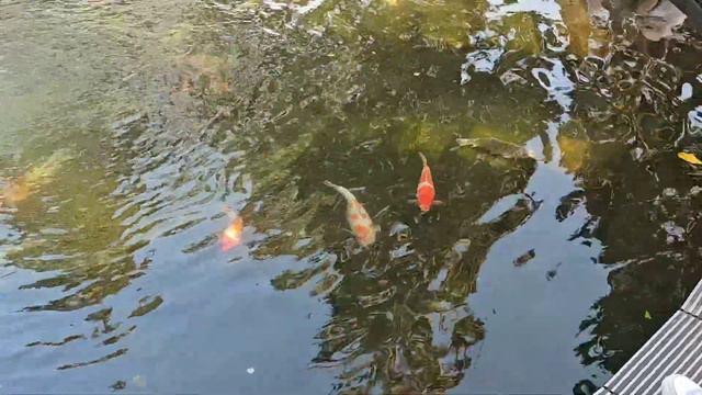 Достопримечательности Краснодара, Что посмотреть в Краснодаре, Что привезти из Краснодара. Краснода смотреть онлайн