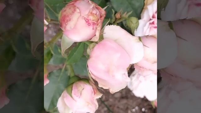 Роза Пастелла, фларибунда