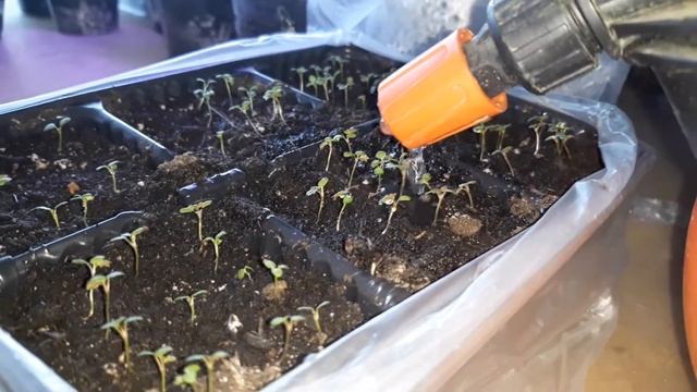 ✔ СУПЕР ОПРЫСКИВАТЕЛЬ ДЛЯ РАССАДЫ! СКОЛЬКО ИХ У МЕНЯ И ДЛЯ ЧЕГО.