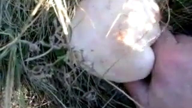 Крымские грибы - синеножки. смотреть онлайн