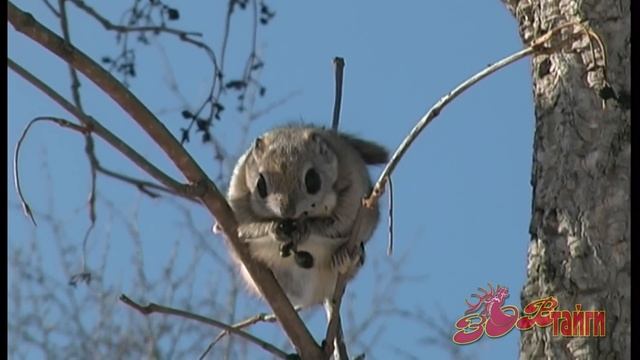 Завтрак летяги | Breakfast of the Flying Squirrel смотреть онлайн