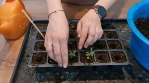 ПИКИРОВКА ЛАВАНДЫ, ПРИЩИПКА ЛАВАНДЫ. Рассада Лаванды через месяц после всходов.