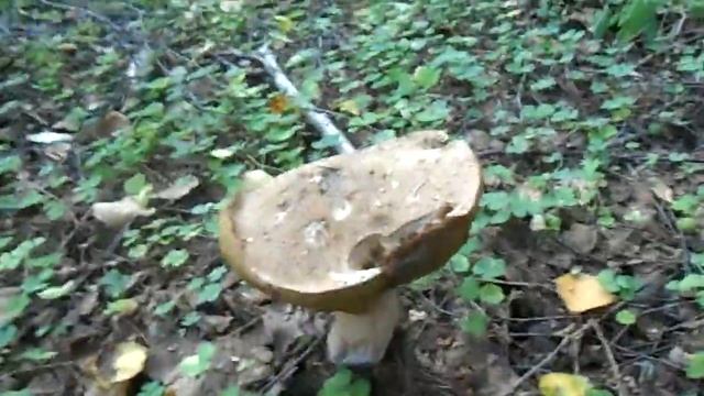 Моховик смотреть онлайн