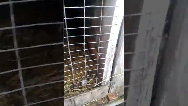 Кролі .гнізда з кроленятами .Обзор смотреть онлайн