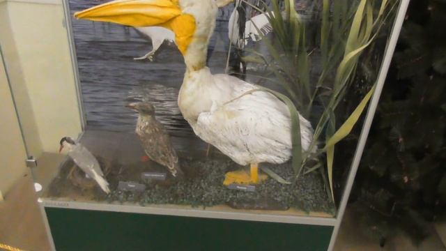 Кисловодск.Курортный бульвар.Достопримечательности Кисловодска. смотреть онлайн