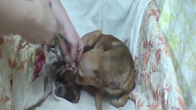 Роды собаки от начала и до конца. С подробными пояснениями. смотреть онлайн