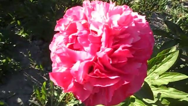 Пион сорт Goody.(Олюшкин сад) смотреть онлайн