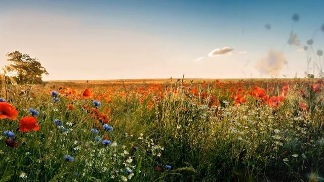 Я тебе подарю... смотреть онлайн