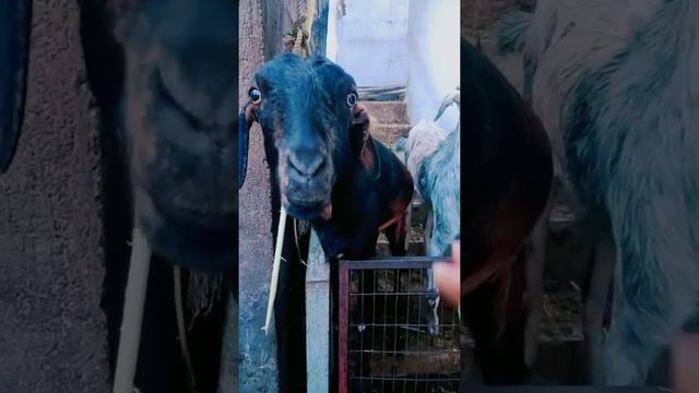 🐐friendly goats white and black 🐐 смотреть онлайн