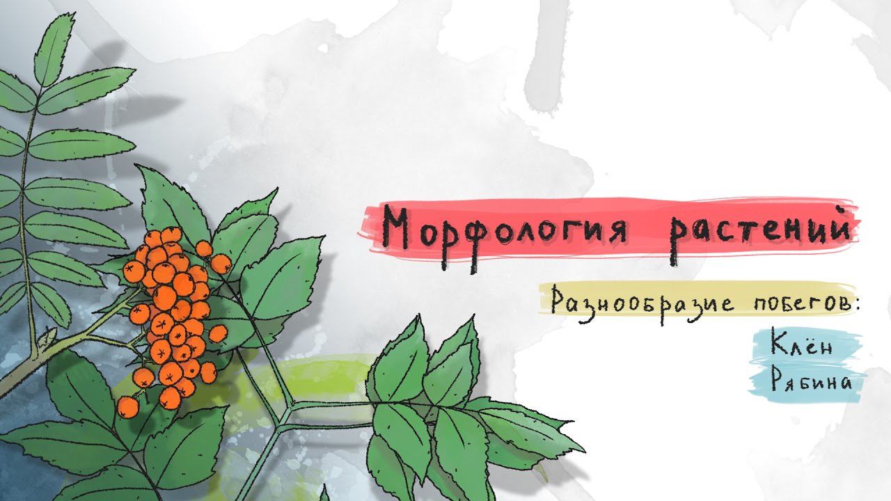 5. Разнообразие побегов: клен, рябина. Морфология растений - 5 - 6 класс смотреть онлайн