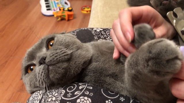 Стригут ли кошкам когти? Зачем и как стричь когти коту или кошке в домашних условиях? смотреть онлайн