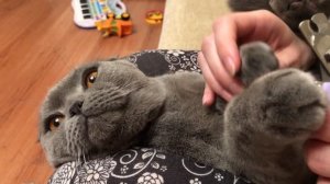 Стригут ли кошкам когти? Зачем и как стричь когти коту или кошке в домашних условиях?