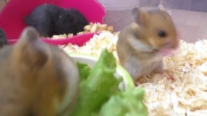 Спасение хомяка с помойки / История подписчицы/ сирийские хомячата / Алиса Изи Петс/ Alisa Easy Pet