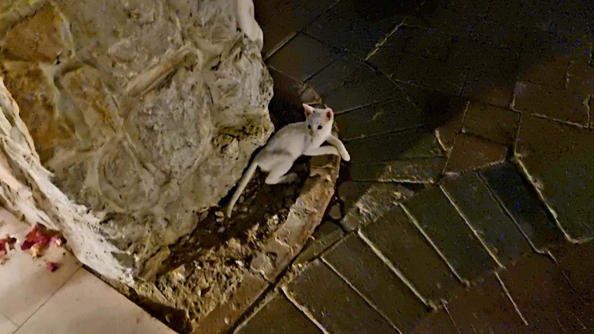 Ужасная рана на  бедре беленькой кошки-мамы.