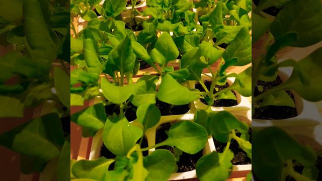 Скоро БЕЛЫЕ НОЧИ!🏞Саймон искупался.🐈Поздняя петуния!🌸Получила семена!🙂 смотреть онлайн