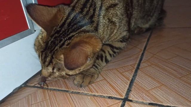 Майский жук пристает к кошке смотреть онлайн